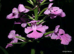 Image of Purple fringed orchid