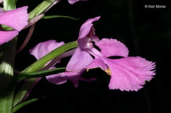 Image of Purple fringed orchid