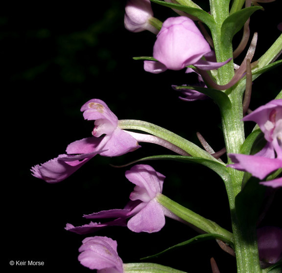 Image of Purple fringed orchid