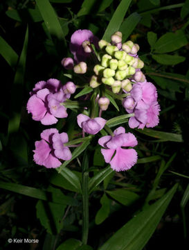 Image of Purple fringed orchid