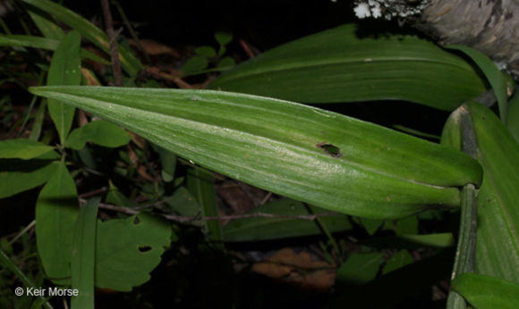 Image of Purple fringed orchid