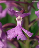 Image of Lesser purple fringed orchid