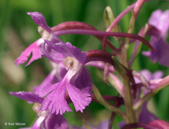 Image of Lesser purple fringed orchid