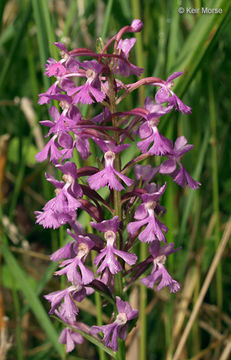 Image of Lesser purple fringed orchid