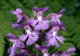 Image of Lesser purple fringed orchid