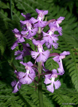 Image of Lesser purple fringed orchid