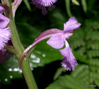 Image of Lesser purple fringed orchid