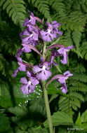 Image of Lesser purple fringed orchid