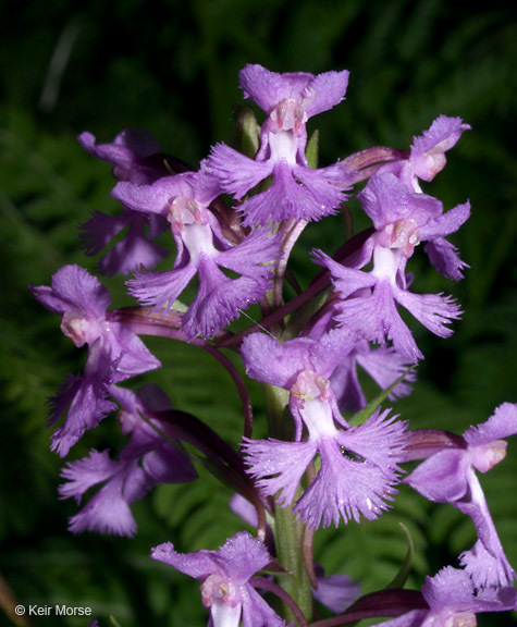 Image of Lesser purple fringed orchid