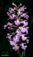 Image of Lesser purple fringed orchid