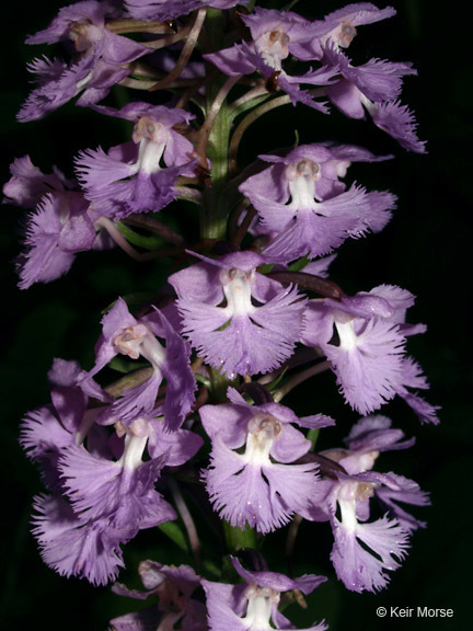 Image of Lesser purple fringed orchid