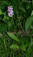 Image of Lesser purple fringed orchid