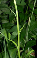 Image of Lesser purple fringed orchid