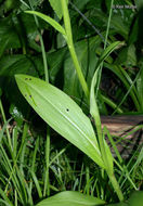 Image of Lesser purple fringed orchid