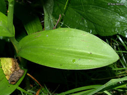 Image of Lesser purple fringed orchid