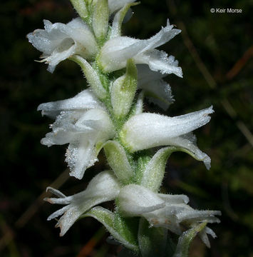 Image of Nodding lady's tresses