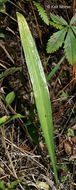 Image of Nodding lady's tresses