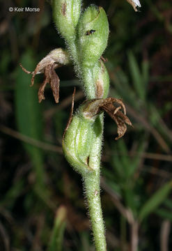 Image of Nodding lady's tresses