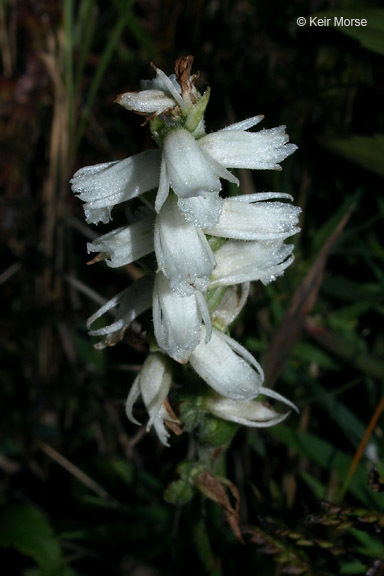 Image of Nodding lady's tresses