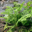 Image of <i>Osmunda claytoniana</i>