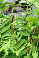 Image of <i>Osmunda claytoniana</i>