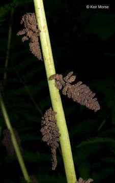 Слика од <i>Osmunda claytoniana</i>