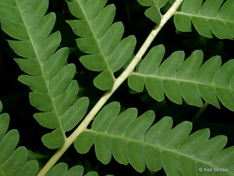 Image of <i>Osmunda claytoniana</i>