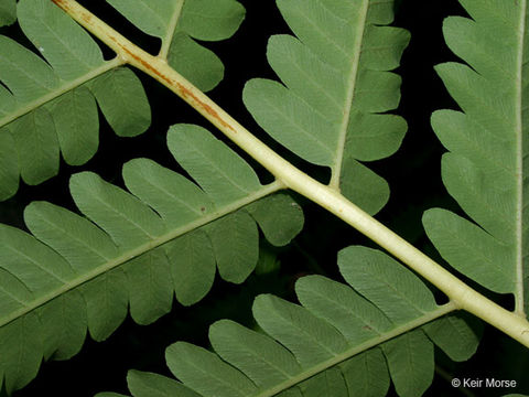 Image of <i>Osmunda claytoniana</i>