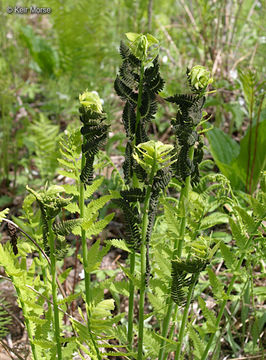 Image of <i>Osmunda claytoniana</i>