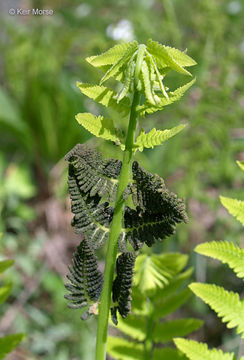 Plancia ëd <i>Osmunda claytoniana</i>