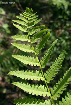 Image of <i>Osmunda claytoniana</i>