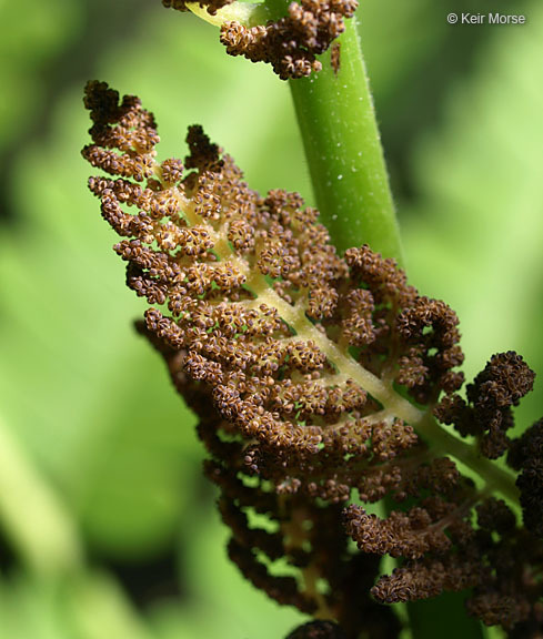 Слика од <i>Osmunda claytoniana</i>