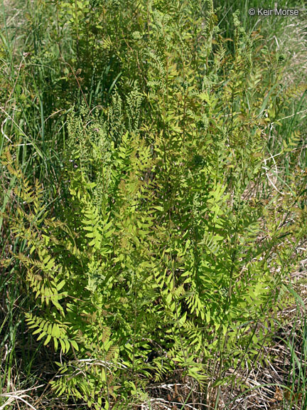 Image of <i>Osmunda regalis</i> var. <i>spectabilis</i>