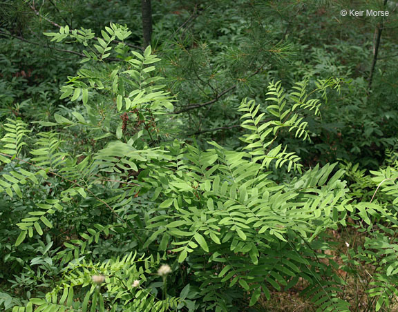 Image of <i>Osmunda regalis</i> var. <i>spectabilis</i>