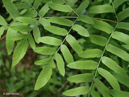 Image of <i>Osmunda regalis</i> var. <i>spectabilis</i>