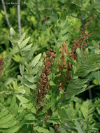 Image of <i>Osmunda regalis</i> var. <i>spectabilis</i>