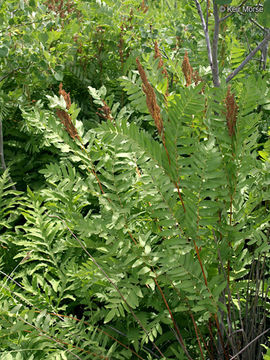 Image of <i>Osmunda regalis</i> var. <i>spectabilis</i>