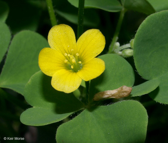 Image of <i>Oxalis stricta</i>