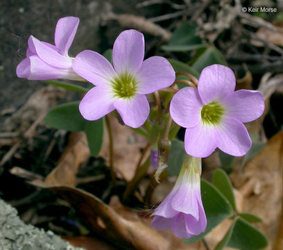 Image of violet woodsorrel