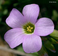 Image of violet woodsorrel