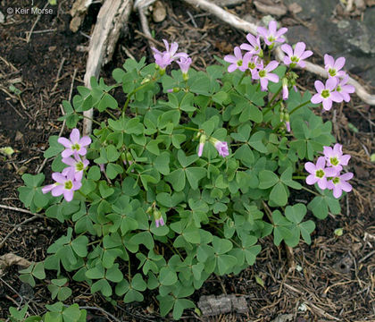 Image of violet woodsorrel