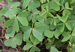 Image of violet woodsorrel