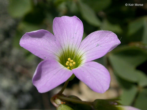 Image of violet woodsorrel