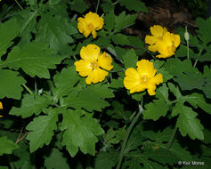 Image of celandine poppy