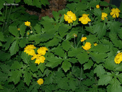 Image of celandine poppy