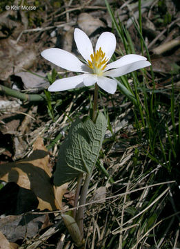 Image of Bloodroot