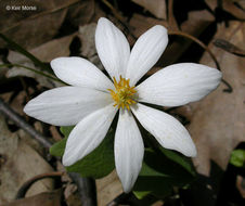 Image of Bloodroot