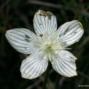 Image of fen grass of Parnassus