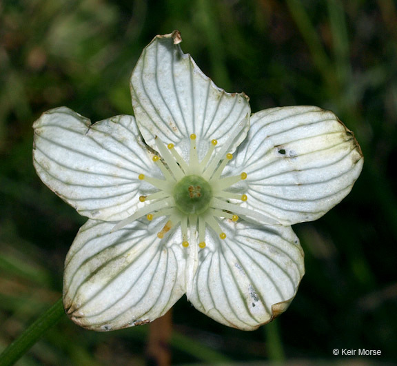 Image of fen grass of Parnassus