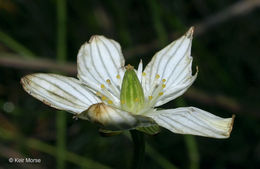 Image of fen grass of Parnassus